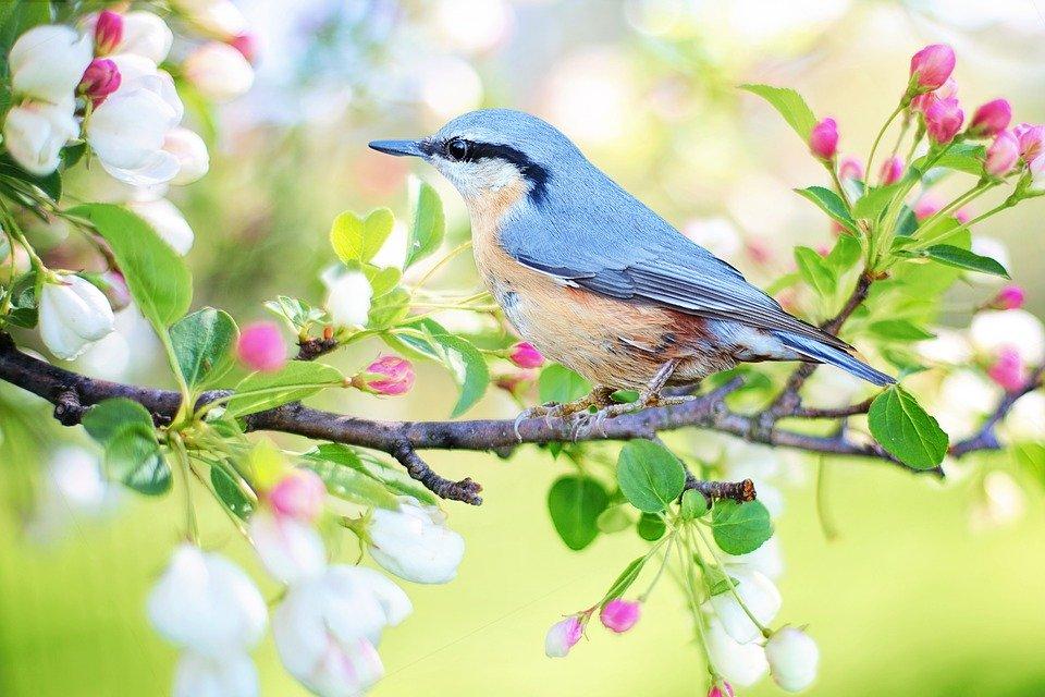 The Spring Bird