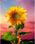 Sunflower in the Morning Sun