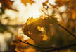 Autumn Leaf in The Sun