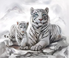 Beautiful White Tigers
