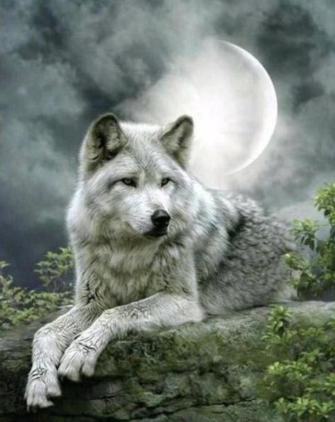 Beautiful Wolf in Moonlight