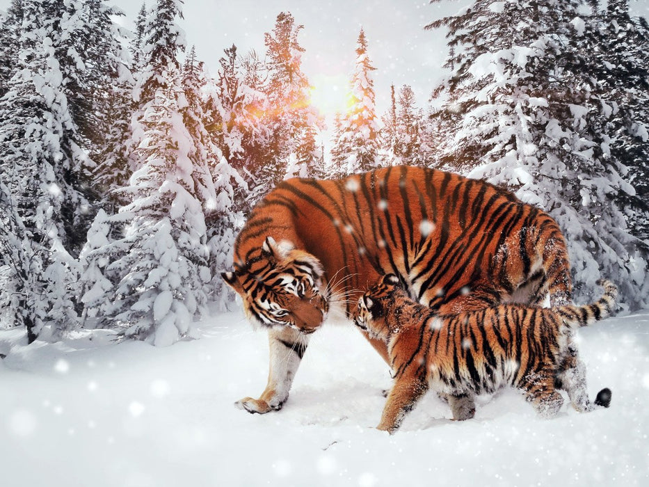 Bengal Tigers in the Snow