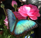 Blue Butterfly Pink Flower