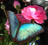 Load image into Gallery viewer, Blue Butterfly Pink Flower