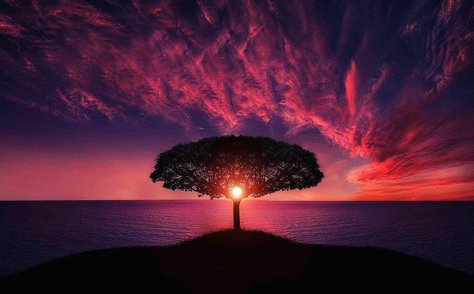 Red Sunset Tree