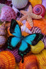 Butterfly and Sea Shells