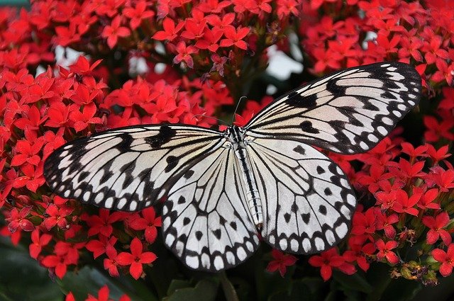 Butterfly on Red Flowers