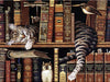 Cat Sleeping on The Bookshelf