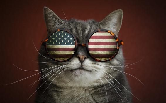 Cat with American Flag