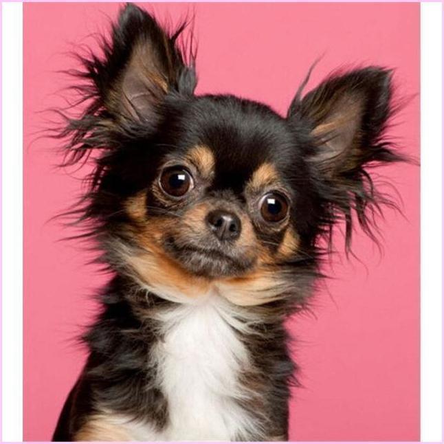 Chihuahua Portrait