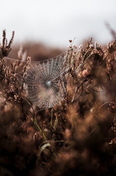 Cobweb in the Morning Dew