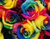 Colored Bunch of Roses