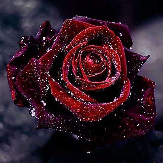 Red Dewy Rose