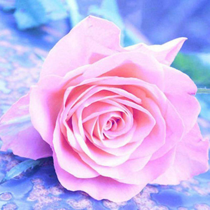 Pink Rose