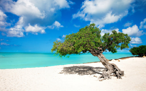 Divi Tree on Aruba