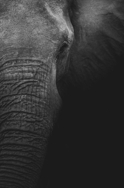 Elephant Portrait in Black and White