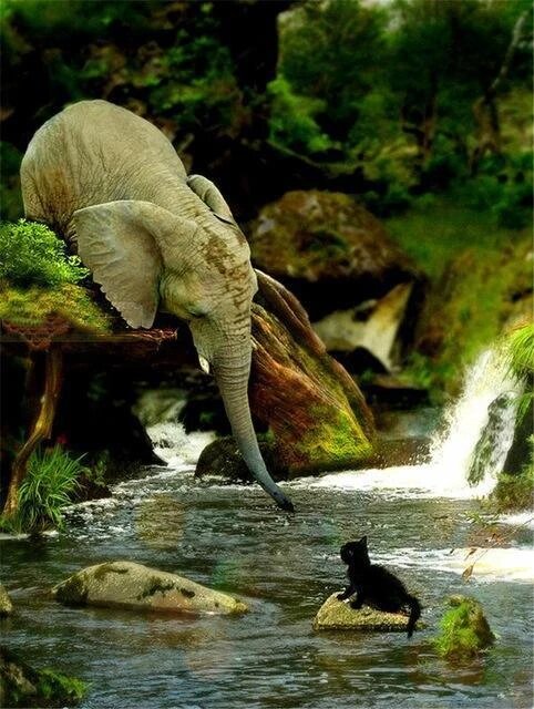 Elephant and Black Cat