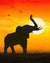 Elephant at African Sunset