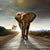 Elephant on The Road