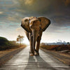 Load image into Gallery viewer, Elephant on The Road