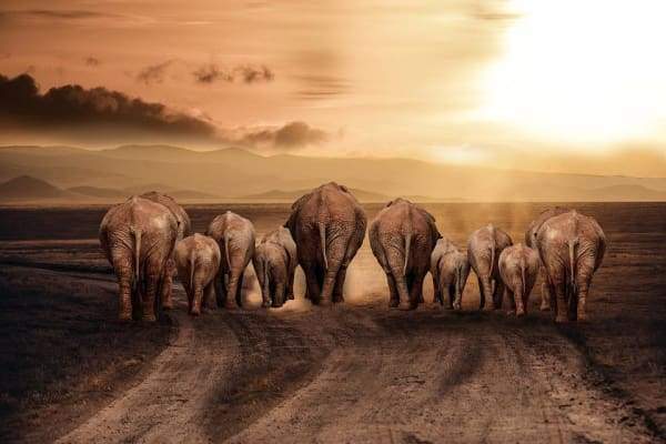 Elephants Family Travel