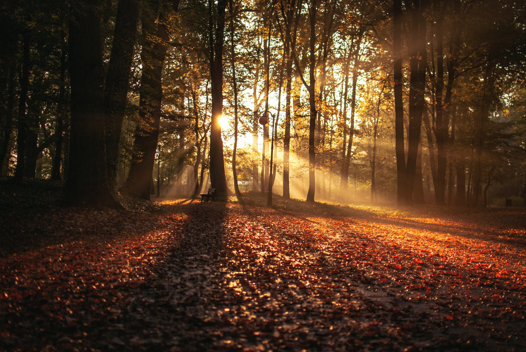 Forest in The Morning Sun