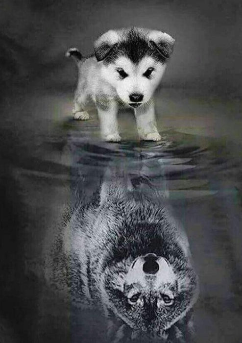 Dog Wolf Reflection