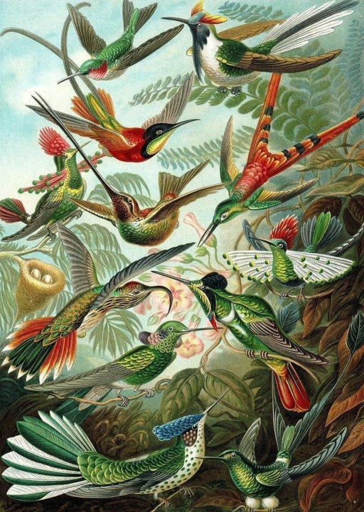 Hummingbird Family