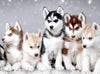Load image into Gallery viewer, Husky Pups