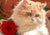 White Cat with Red Rose