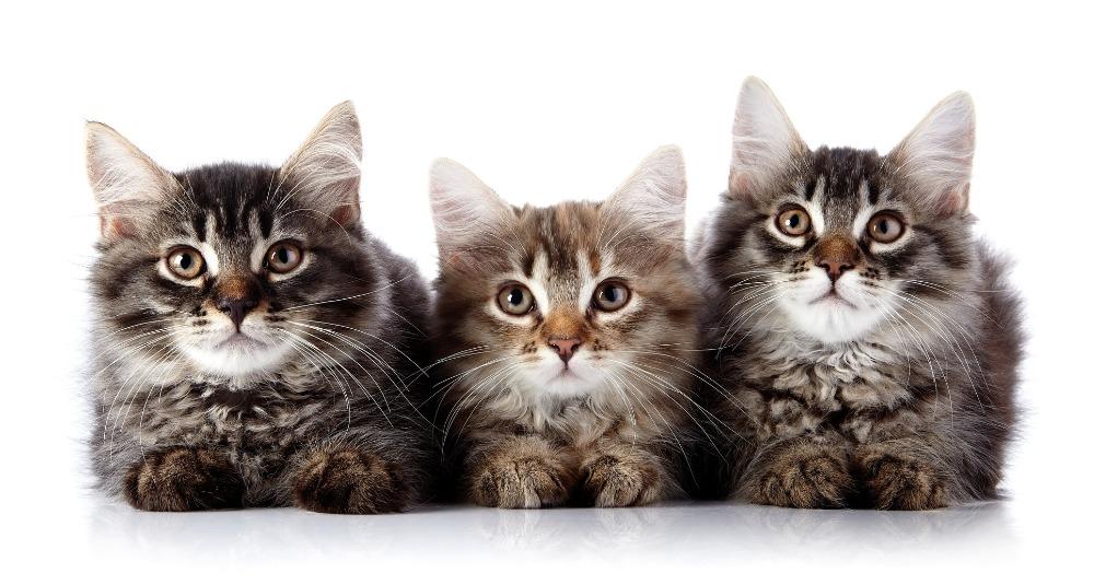 The Three Curious Kittens