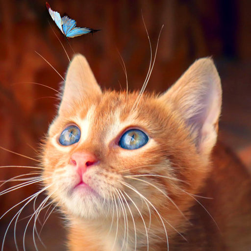 Kitten and Blue Butterfly