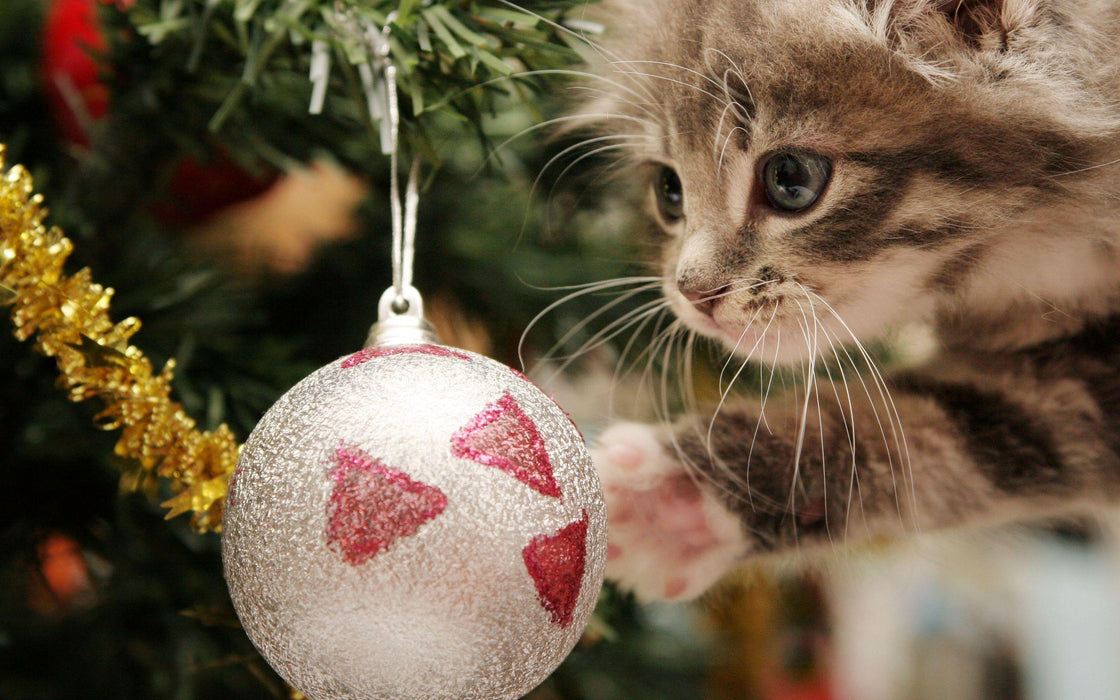 Kitten Plays With Christmas Ball