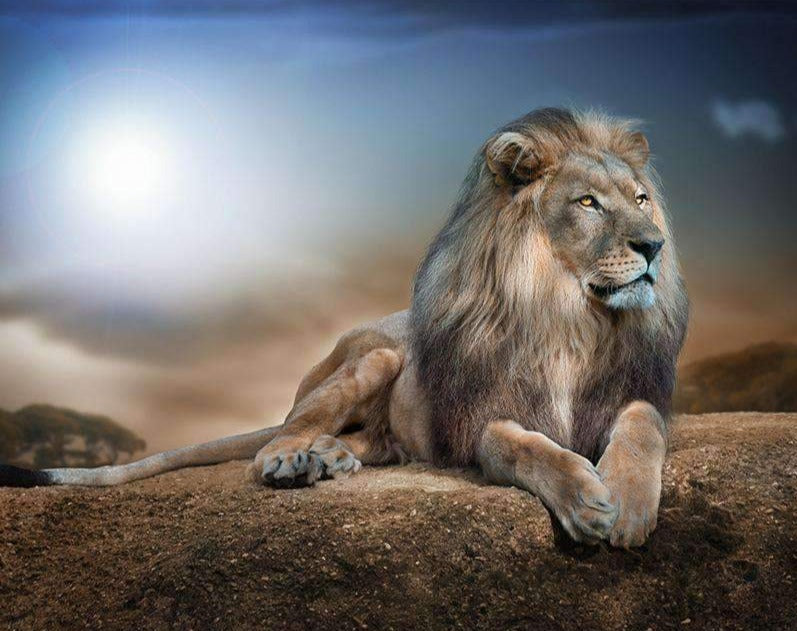 Lion on a Rock