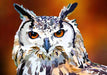 Mighty Eagle Owl