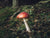 Mushroom in Autumn