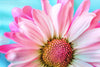 Load image into Gallery viewer, Pink Daisy