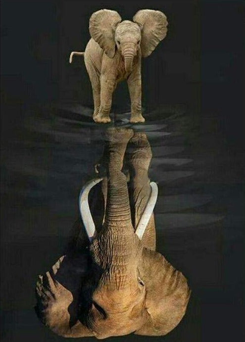 Elephant Reflection