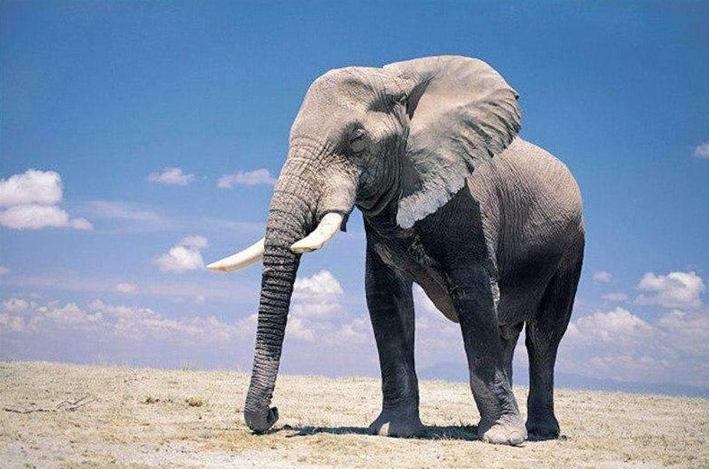 Elephant in the Desert