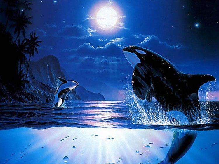 Orcas at Full Moon