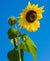 Sunflower under Blue Skies