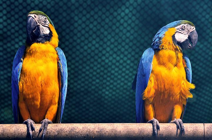 Yellow Blue Parrots