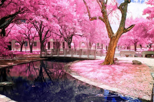 Park Pink Blossom