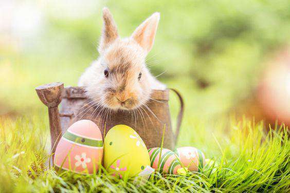 Easter Rabbit in Basket