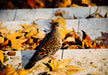 Pigeon in Autumn