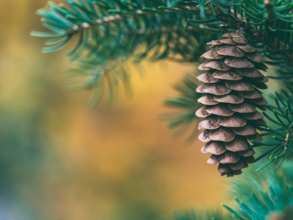 Pine Cone in Christmas Tree