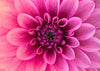 Load image into Gallery viewer, Pink Flower Close Up