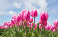 Pink Tulips Field