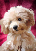 Load image into Gallery viewer, Poodle Puppy