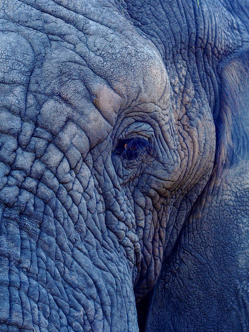 Portrait Old Elephant